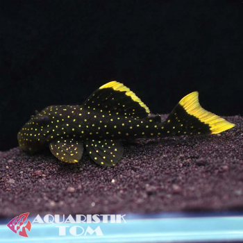 L081 Gelbsaum-Prachtharnischwels, Baryancistrus spec.